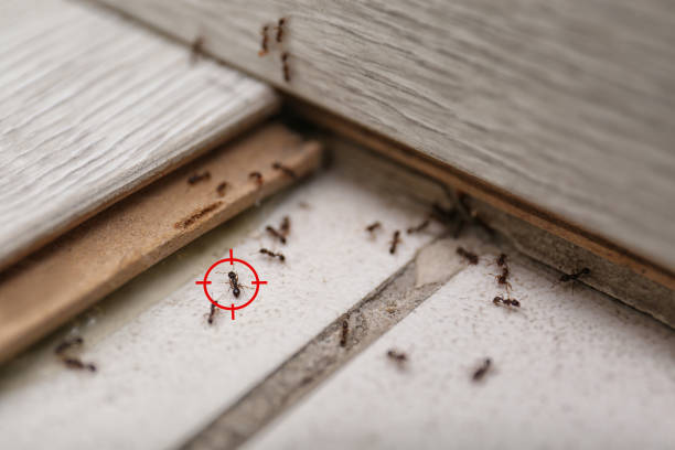 Best Bed Bug Extermination  in Radcliff, KY